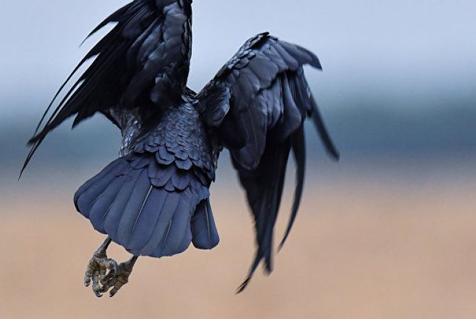 Տոկիոյի ոստիկանությունը պարզում է ագռավների զանգվածային սատկելու 
պատճառները
