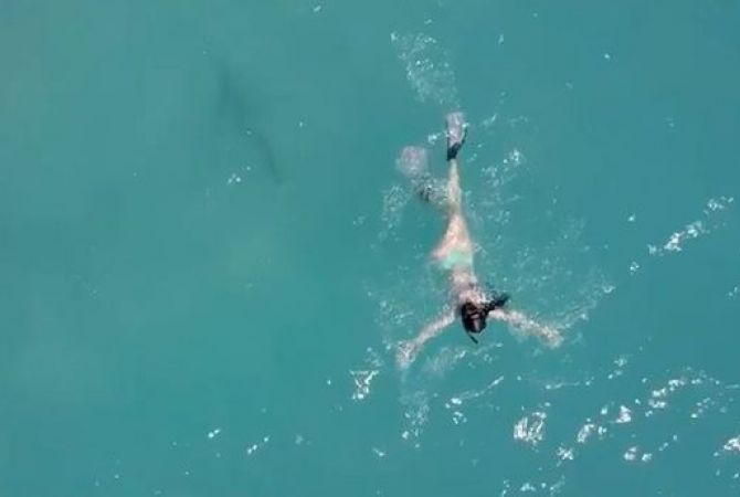 Попытку нападения акулы на ныряльщицу сняли на видео