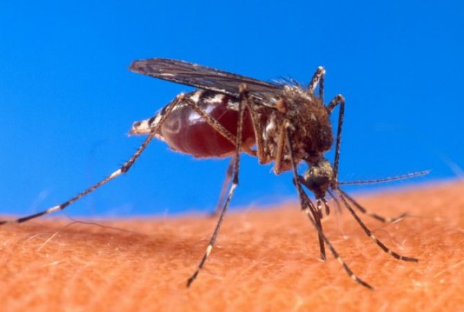  Испытания первой в мире вакцины от малярии начнутся в 2018 году 