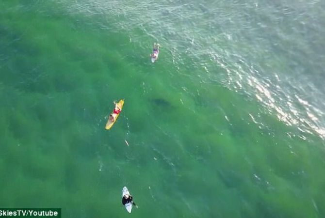 Австралиец заснял акулу рядом с ничего не подозревающими серфингистами