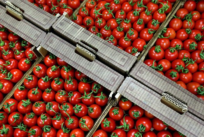 Ирак прекратил импортировать из Турции помидоры