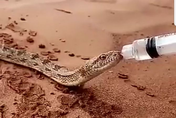 В Саудовской Аравии страдающую от жажды змею напоили водой из бутылки