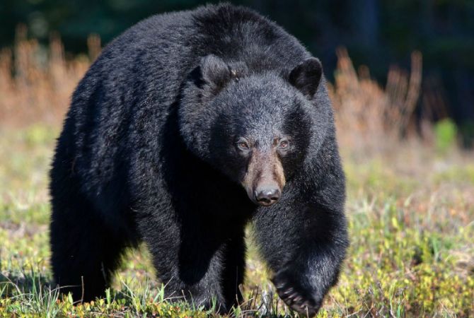 Чудом выживший после встречи с черным медведем лучник стал героем соцсетей