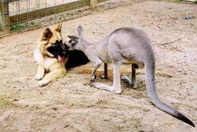 В Австралии полицейский разнял дерущихся собаку и кенгуру