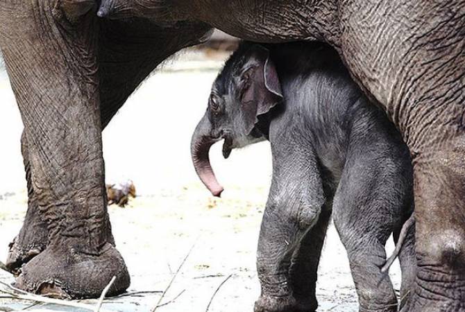 В зоопарке Сеула слоны вытащили тонущего детеныша из воды