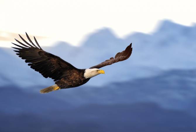 Արծիվը վայրասլաց թռել Է կանադացի ձկնորսի նավակի վրա եւ ձուկ գողացել 
