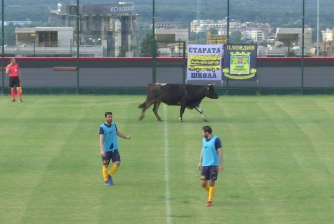 Вышедшая на поле корова прервала футбольный матч в Болгарии