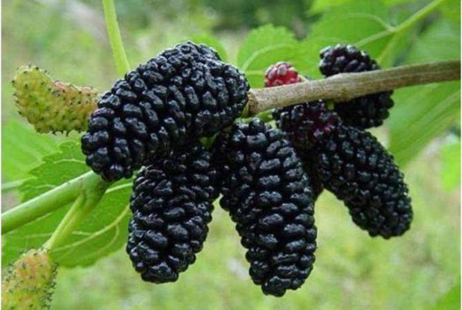 Mulberry festival to be held in Armenia on July 1