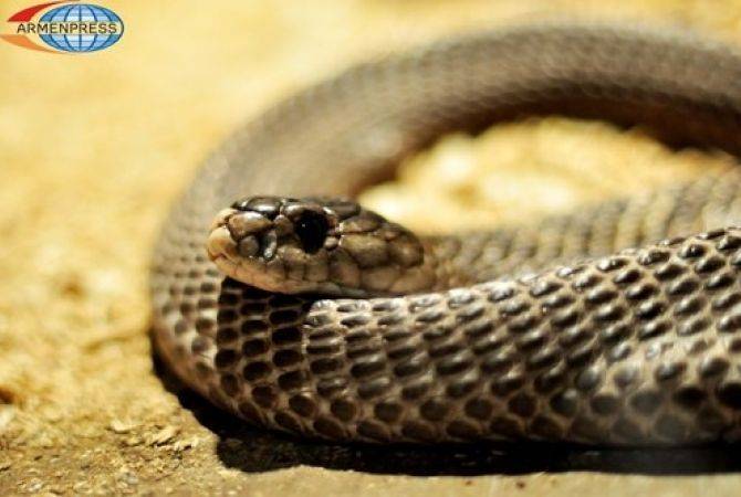 Губернская администрация Арарата и сельская управа Суренавана отрицают слухи о 
смерти 17-летней девушки от укуса змеи