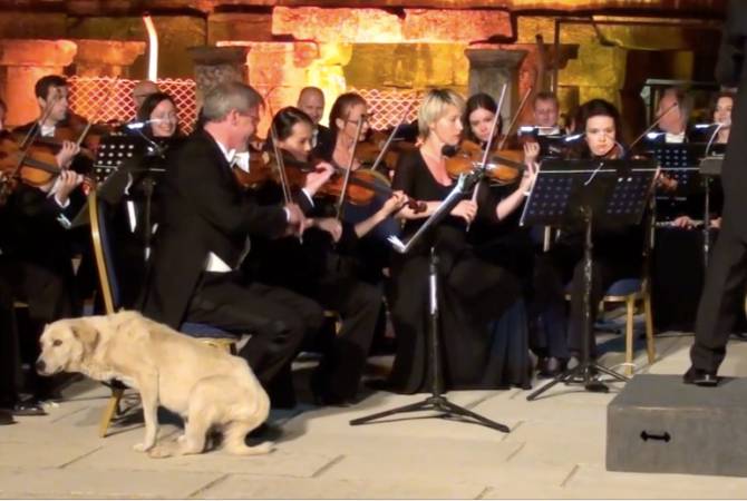 Собака присоединилась к Венскому камерному оркестру на концерте в Турции