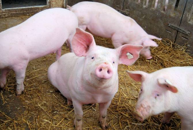 Китайские ученые впервые успешно клонировали 13 свиней при помощи роботов