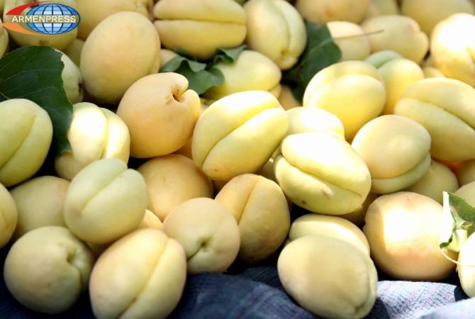 Из Армении уже экспортировано 16 тысяч тонн абрикосов