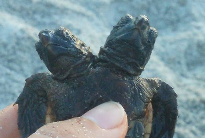 Ֆլորիդայում երկգլխանի ծովային կրիա են գտել
