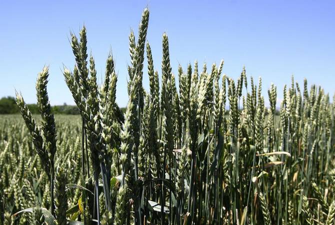 Գյուղատնտեսության նախարարությունն աշնանացան ցորենի սերմերի ձեռքբերման վերաբերյալ հայտարարություն է տարածել
