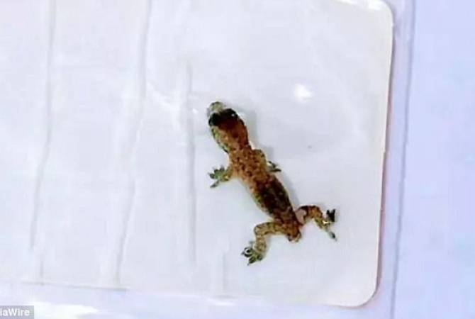 В ухе китайца нашли живую ящерицу