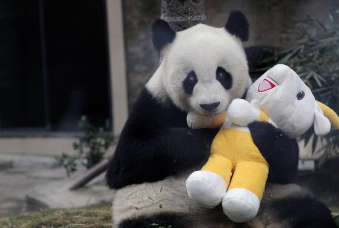 World's oldest captive panda dies in China