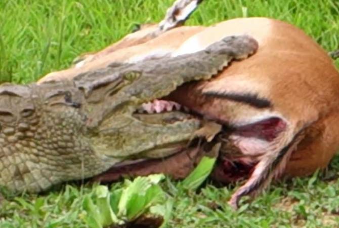 Спасение антилопы от крокодила сняли на видео