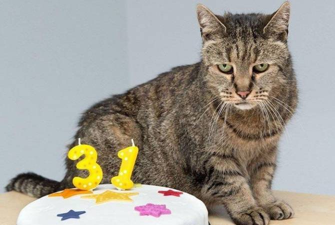 В Великобритании умер самый старый кот в мире