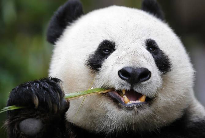 Панда Сян-Сян: имя маленькому медведю выбрали из сотен тысяч вариантов