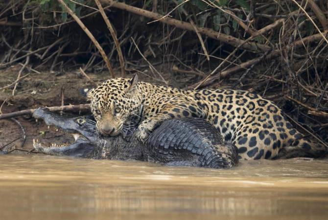 В сети появилось видео смертельной схватки каймана с ягуаром