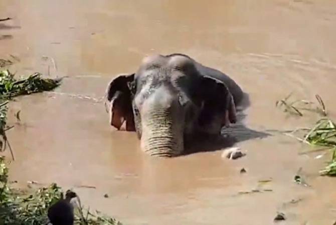 Наводнение в Таиланде: кадры спасения тонущего слоненка