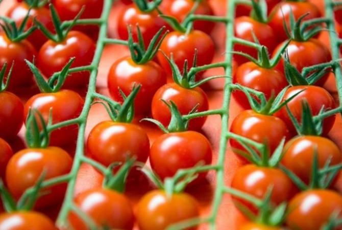 ФТС нашла способ остановить реэкспорт турецких томатов через третьи страны