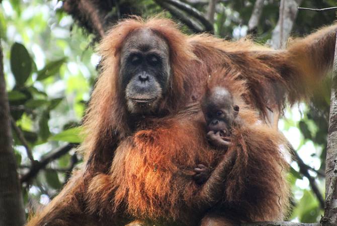 В Индонезии открыт новый вид орангутана