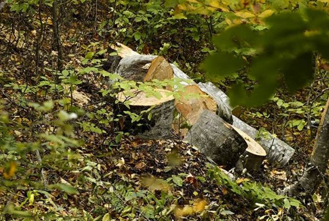 Возбуждено уголовное дело по факту незаконной вырубки деревьев на территории 
заповедника «Шикаох»