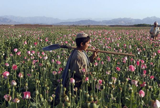  ООН: посевные площади опиумного мака в Афганистане достигли рекорда 