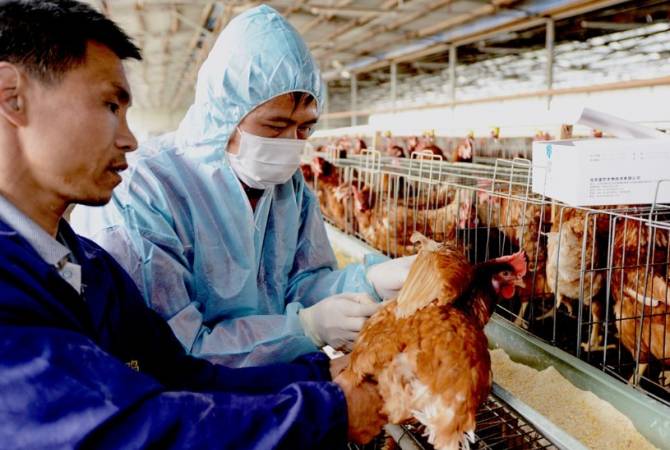 В Южной Корее зафиксировали распространение высокопатогенного птичьего гриппа