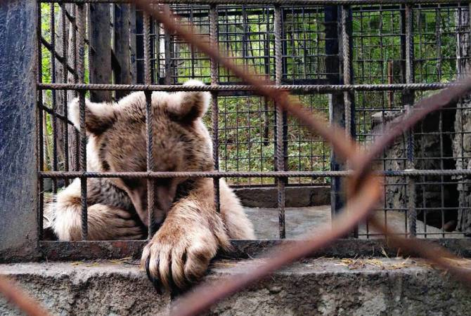 В Армении открылся Спасательный центр по защите содержащихся в неволе медведей