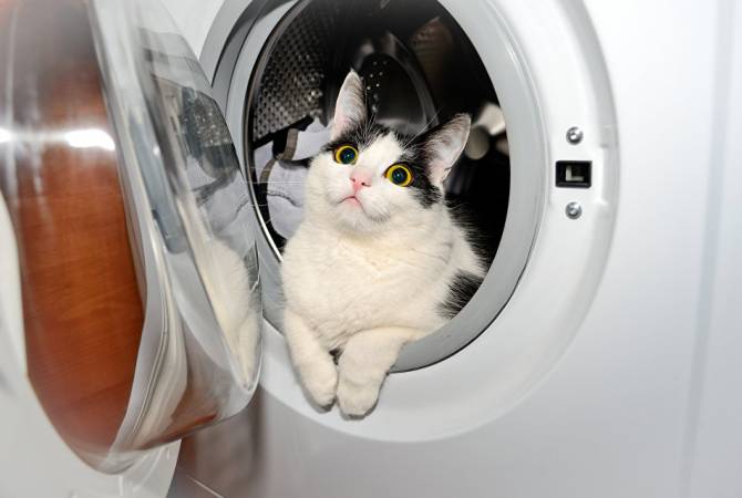 В Норвегии кот пережил 40 минут стирки в стиральной машине