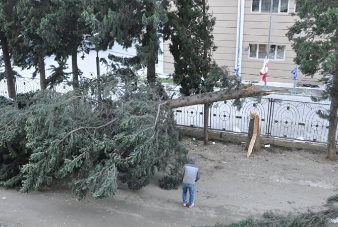 Ветер повалил деревья и повредил линии электропередач в Тбилиси