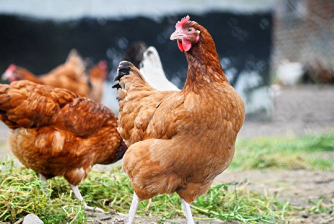 Ճապոնիայում թռչնագրիպի բռնկման հետևանքով ոչնչացվել է շուրջ 92 հազար հավ