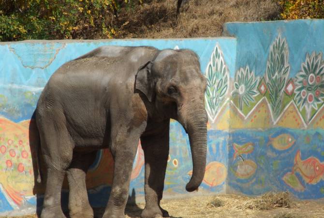 Sole elephant of Yerevan Zoo to have partner 