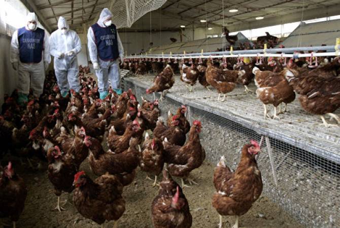 В Британии выявили новые случаи заболевания птичьим гриппом