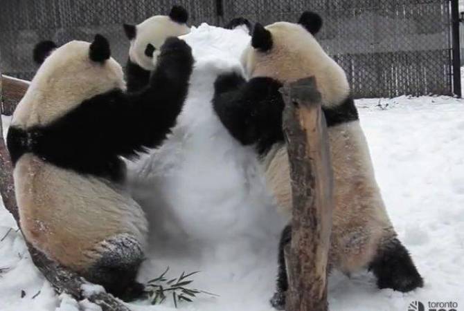 В канадском зоопарке панды напали на снеговика