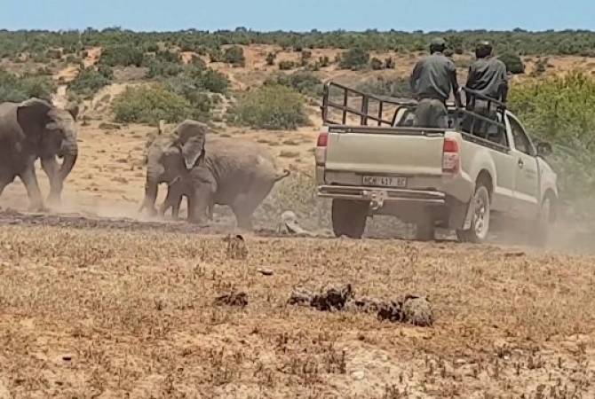 Как слоненка в Африке спасли из ямы с грязью
