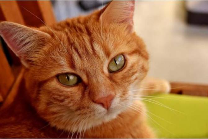 Իտալիայում կինը 30 հազար եվրո Է կտակել իր կատվին. La Stampa
