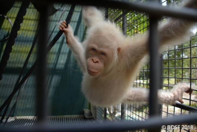 Уникальному орангутану-альбиносу сделали собственный остров