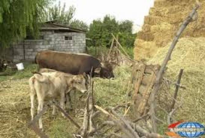 В селе Нойакерт Араратской области сгорело 2000 тюков кормов
