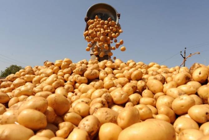 Министр сельского хозяйства представил причины подорожания в Армении картофеля