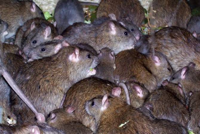 Спасающиеся от наводнения крысы заполонили Париж