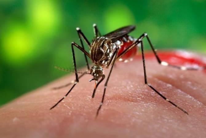 Zika mosquitoes discovered in Turkey