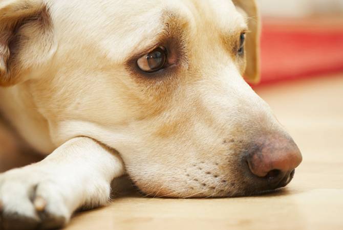 В американском собачьем корме нашли средство для эвтаназии