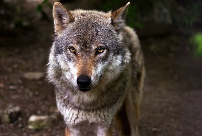Во Франции увеличат популяцию волков