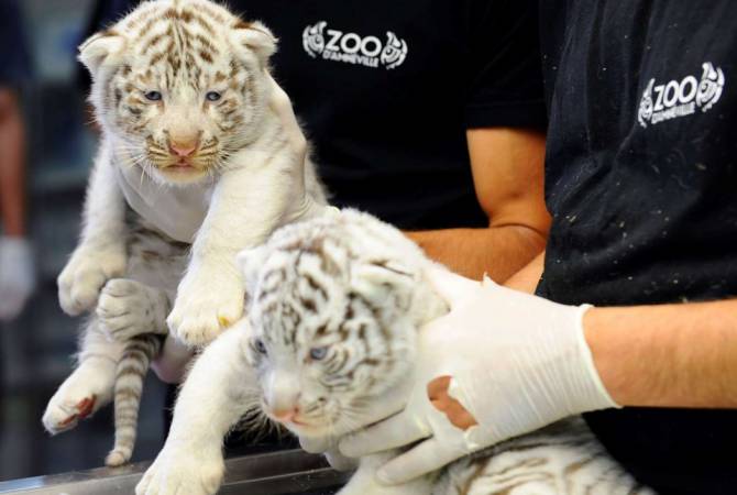 Во франции сняли на видео трех новорожденных белых тигрят

