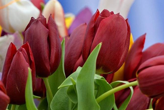 В Москву к 8 Марта привезли 50 млн цветов