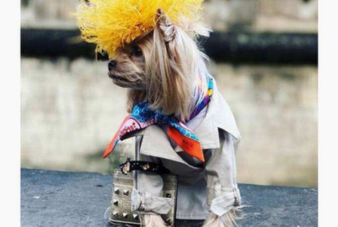Բլոգեր շունը թանկարժեք հանդերձներով ցնցել Է լուսանկարիչներին
