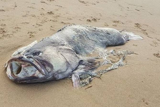150kg monster-fish found washed up on Queensland beach in Australia 